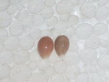 TRIVIA MEDITERRANEA GREAT PAIR