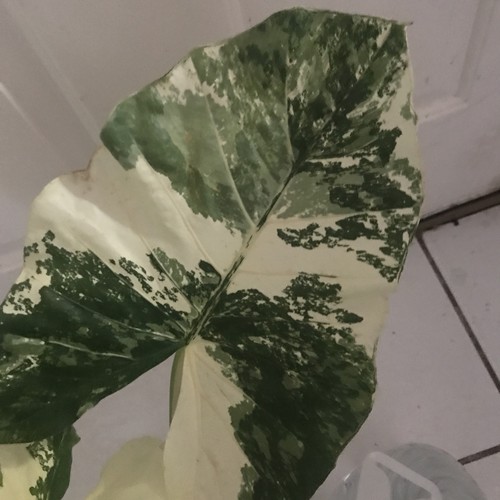 Alocasia macrorrhiza variegata - alocasia,