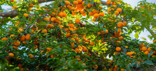 Albero albicocco - di,