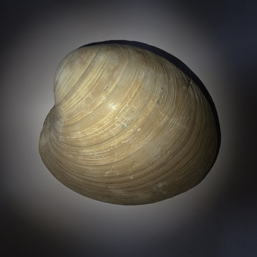 Conchiglia fossile pliocene - fossile,