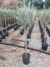 Ulivo Olivo Leccino Olea