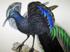 1833, Prêtre/Lezione dipinta a mano Engr. Rara monografia su Uccellini del Paradiso Y74