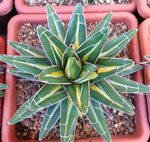 Agave victoriae reginae - agave,