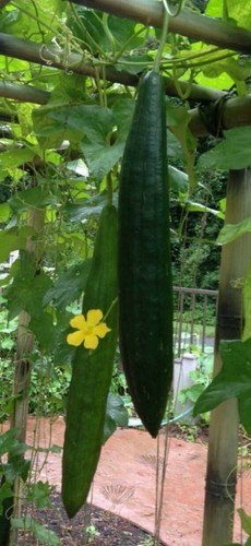 Semi luffa aegiziaca - 20, di