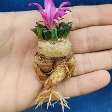 Ariocarpus kotschobeyanus Var