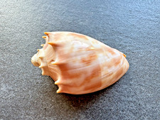 Voluta aulicina nivosa -