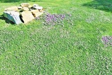 prato alternativo Verbena ibrida sostituto di prato