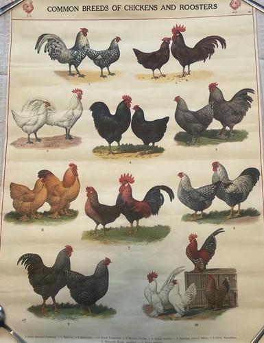 Cavallini razze comuni - cavallini, &