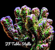 JF Tubbs Stella Montipora
