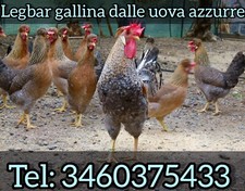 Uova Fertili Legbar, Uova Azzurre