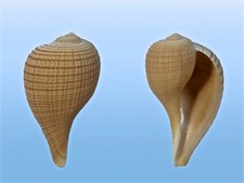 Ficidae, Ficus filosa, Bohol, Philippines, 59,4 mm, HARD SO NICE!