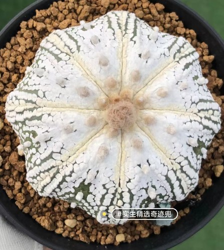 Astrophytum asterias wysiwyg - astrophytum,
