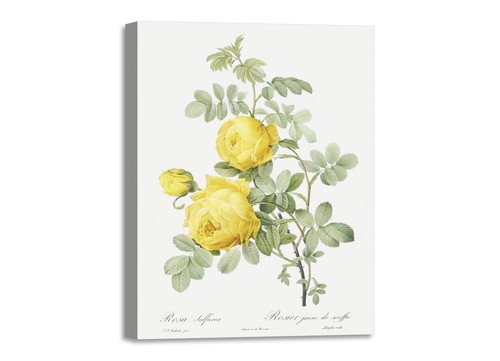 Quadro stampa tela - tela, con