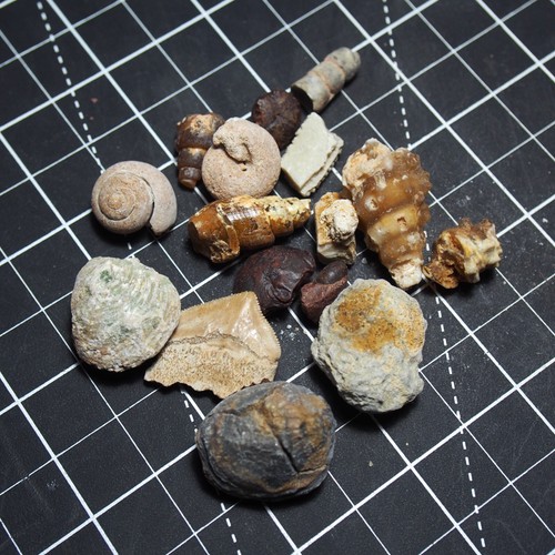 Mix fossili ammonite denti