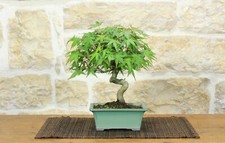 Bonsai di Acero Palmato