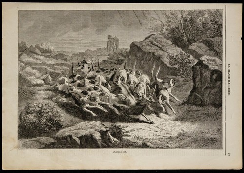 1869 halloo del cervo - del,