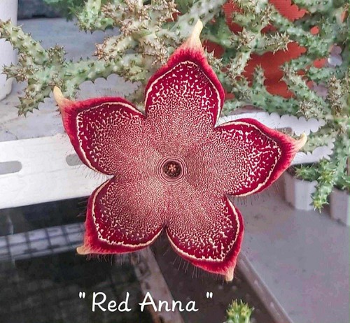 Edithcolea grandis anna - grandis, "anna