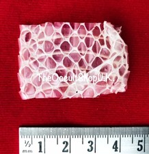 Cobra Serpente Pelle Capanno -