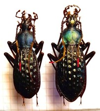 Carabidae, CARABINAE, Carabus
