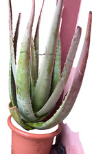 pianta di aloe di vera