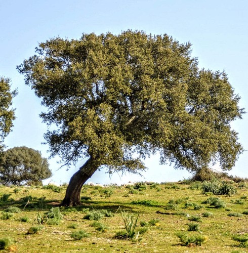 Quercus suber 40cm cork - suber,
