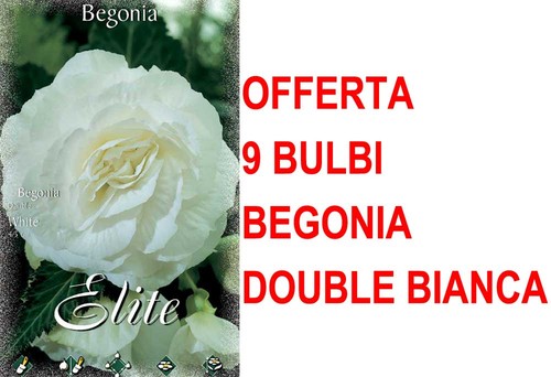 Offerta bulbi primaverili - offerta,