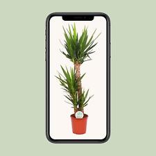 Yucca Elephantipes - Elegante