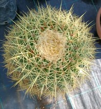 Pianta grassa echinocactus - grassa,