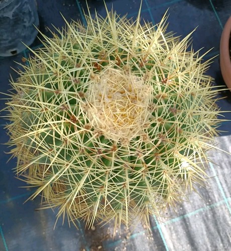 Pianta grassa echinocactus - pianta,