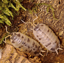 Porcellio laevis 'Dairy Cow'