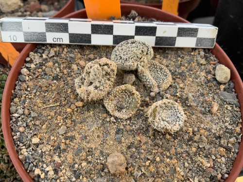 924 maihueniopsis - 924,