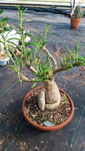 Pachypodium succulentum big - succulentum,