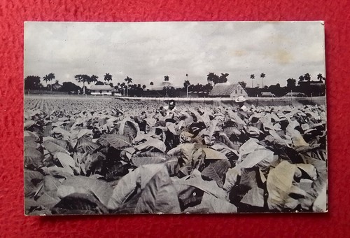 Postal cuba fumar tabacos - postal,