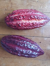 Cabosse de Cacao - Theobroma cacao