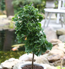 Troll albero a ventaglio alto fusto 100-125 cm - Ginkgo biloba
