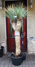 Yucca rostrata, tronco 220cm /
