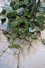 Hoya Lacunosa Splash Fiore di