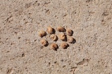 FEIJOA - ACCA SELLOWIANA, 10