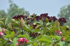 Cuore della Notte - Plumeria