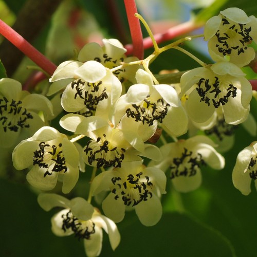 Actinidia weiki agrifoglio - weiki,