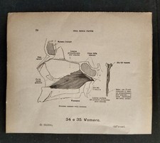 Coppia Stampe Anatomiche