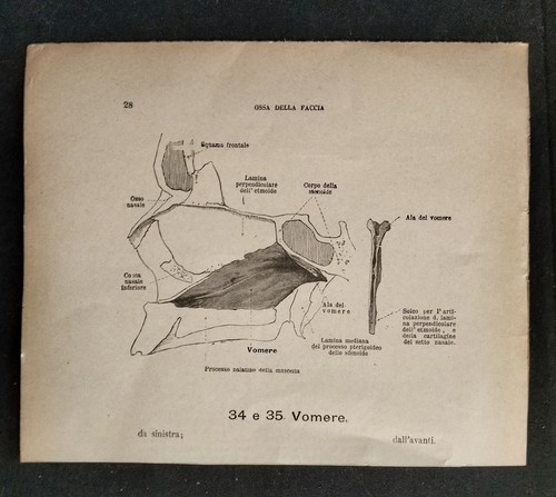 Coppia stampe anatomiche - coppia,