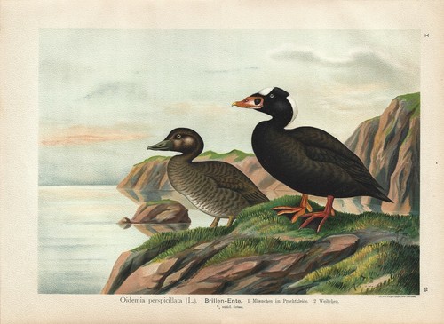 Stampa antica uccelli anatre - uccelli,
