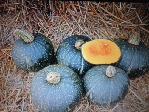 Zucca delica rara pumpkin - zucca, rara,
