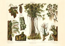 Epifite stampa storica