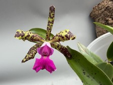 Cattleyae Peckaviensis -