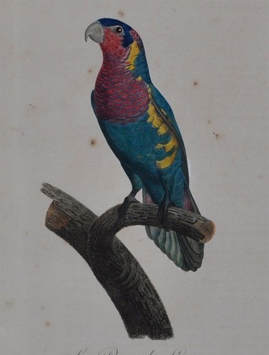 Nastro jacques barra - nastro,