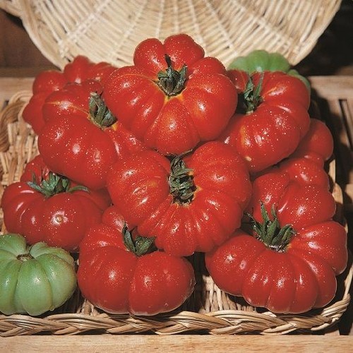 Pomodoro costoluto genovese - costoluto,
