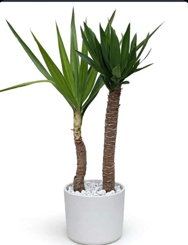 Yucca elefantina tronchetti - yucca, elefantina-tronchetti