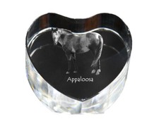 Appaloosa - Foto Di Cavallo In